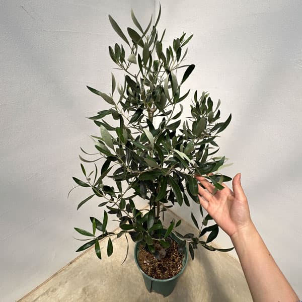 園芸ネット本店｜オリーブ：カラマタ（接木） 8号硬質ポット の通販