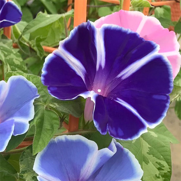 園芸ネット本店｜アサガオ（朝顔）：曜白（ヨウジロ） 4色咲き 6号