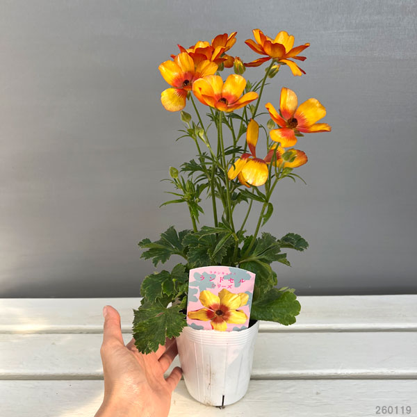 園芸ネット本店｜ラナンキュラス：サラセレネ モノケロス3.5-4号ポット