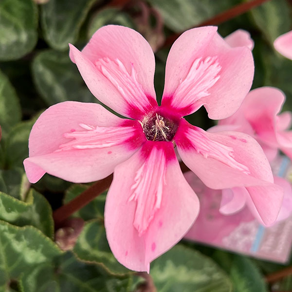 園芸ネット本店｜シクラメン：イリュージア ピンクラテ3号ロングポット