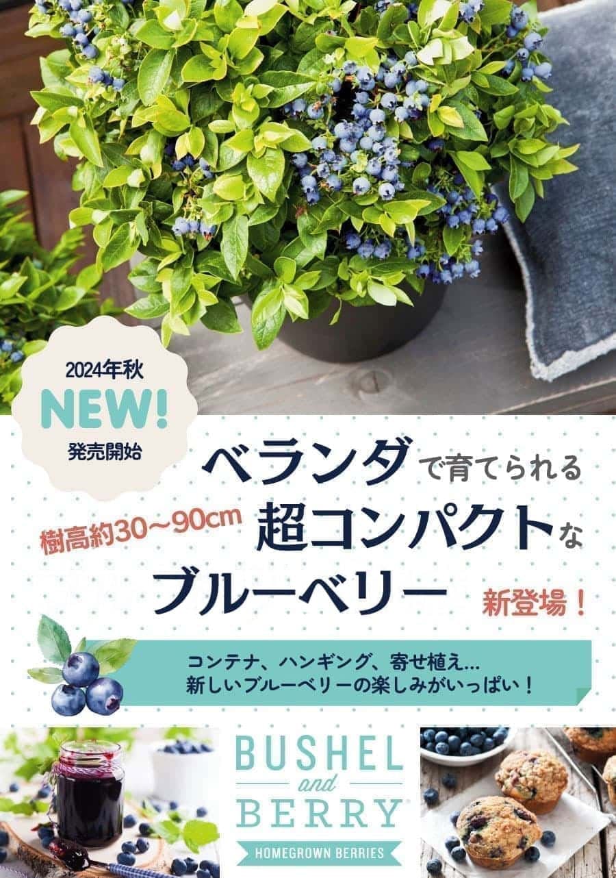 園芸ネット本店｜ブルーベリー：ブッシェルアンドベリー（R）シルバー