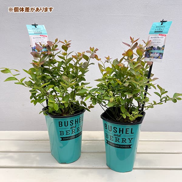 園芸ネット本店｜ブルーベリー：ブッシェルアンドベリー（R）シルバー