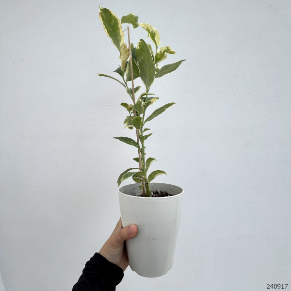 園芸ネット本店｜レモン：ピンクレモネード4号鉢植え の通販【公式】