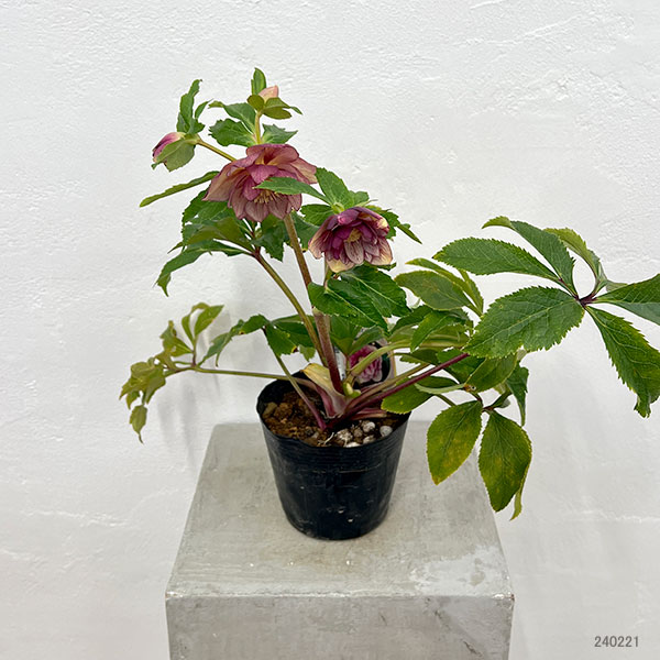 園芸ネット本店｜杉光園芸さんのクリスマスローズ：ダブルゴールド