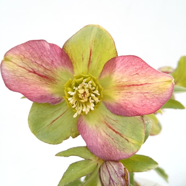 園芸ネット本店｜松村ナーセリーさんのクリスマスローズ：24-17