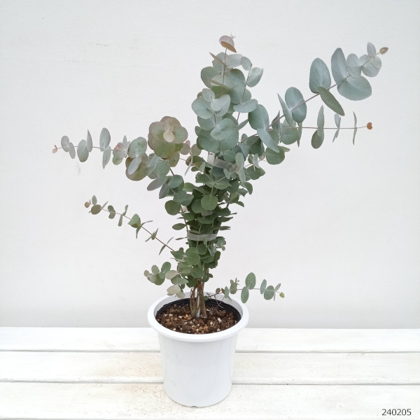 園芸ネット本店｜ユーカリ：シネレア（銀丸葉）5号鉢植え の通販【公式】