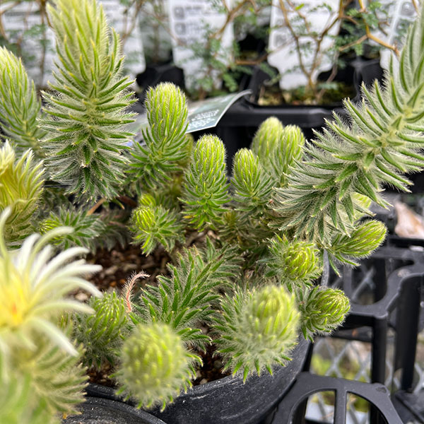 園芸ネット本店｜フィリカ プベッセンス：ワフトフェザ（樹高約20