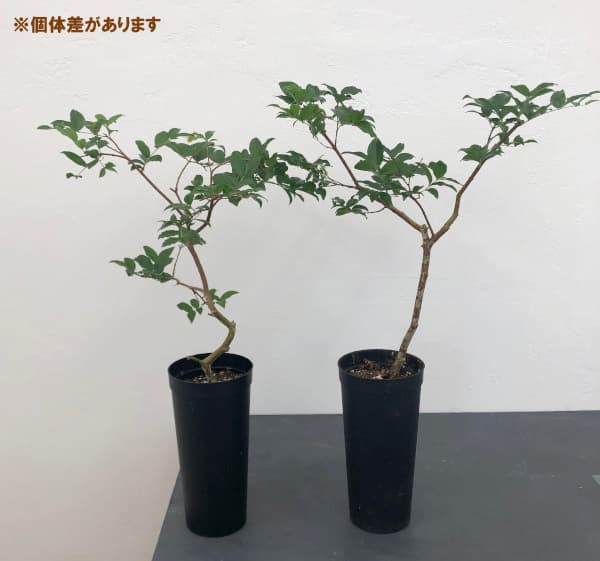 園芸ネット本店｜ジャボチカバ 4号ロング鉢植え の通販【公式】