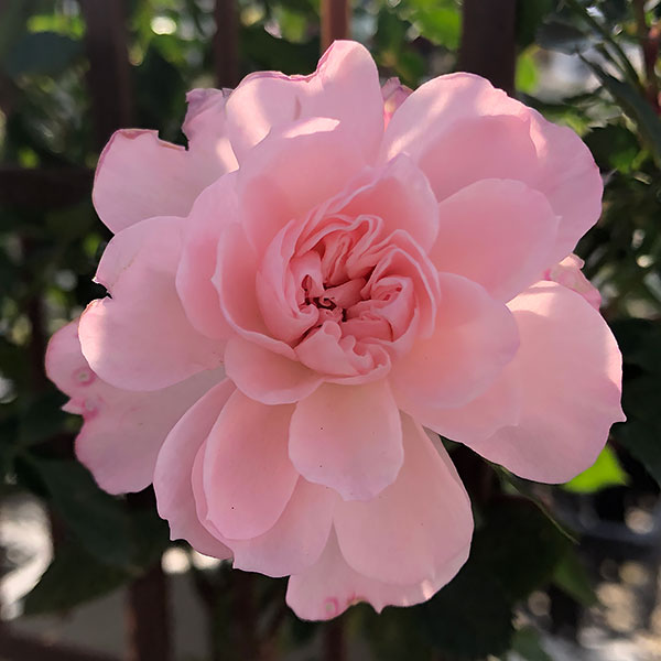 園芸ネット本店｜[26年3月中下旬予約]ミニバラ：スイートハート