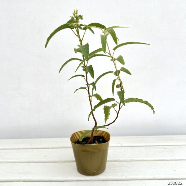 園芸ネット本店｜ユーカリ：レモンユーカリ3.5号ポット の通販【公式】