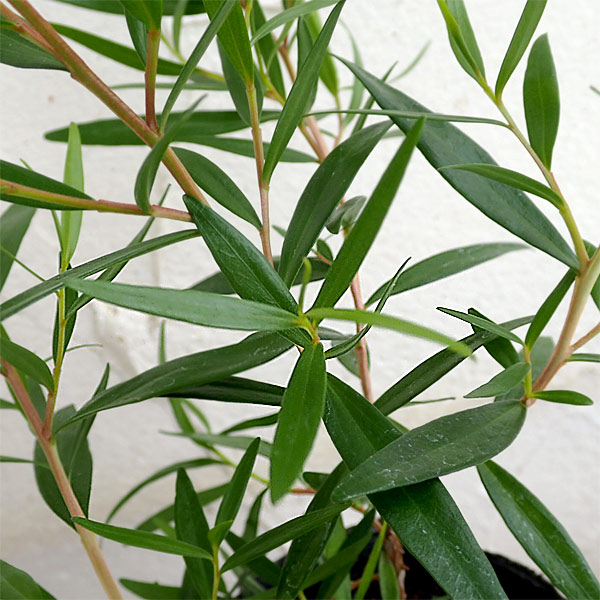 園芸ネット本店｜ティーツリー：レモンティーツリー3号ポット の通販