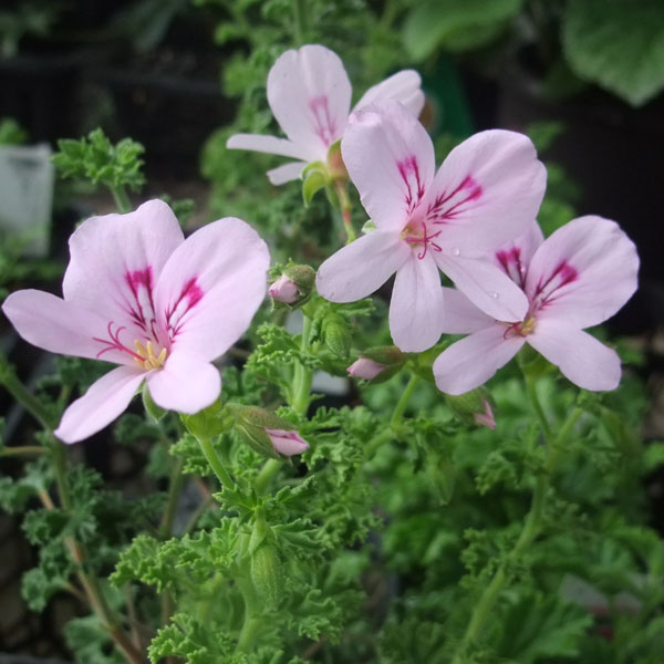 園芸ネット本店｜ニオイゼラニウム：レモン3号ポット の通販【公式】