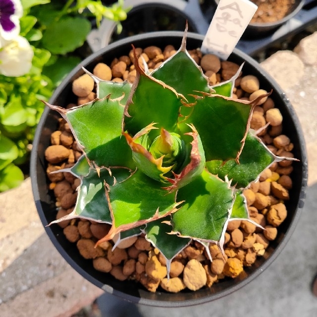 激レア高級品種 多肉植物アガベ ホリダ horrida 極上強棘 狂刺 極上株