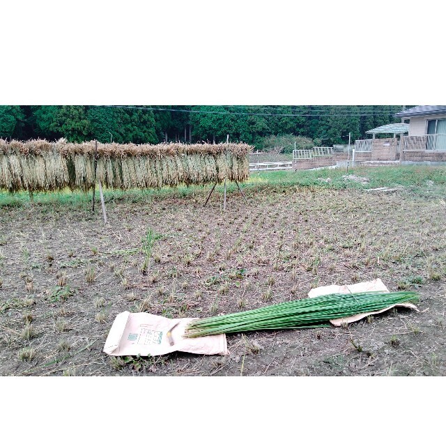 マコモ 真菰 乾燥葉（無農薬、無施肥）の通販 by はるひろ's shop｜ラクマ