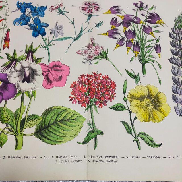 1885年】 彩色版画① 植物画 ルピナス他 リトグラフ ボタニカルアート