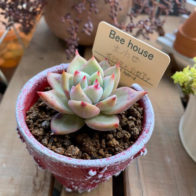 専用ページ 多肉植物 Bee house ホーリンゼの通販 by しずくのお店｜ラクマ