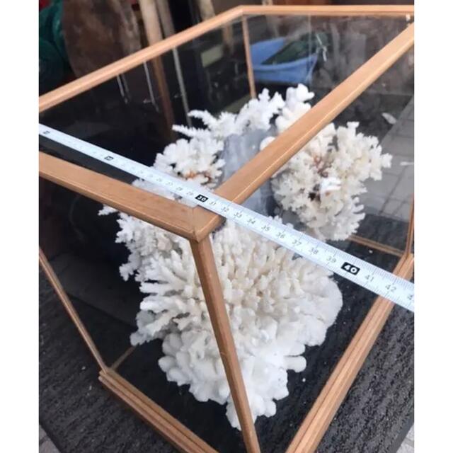 珊瑚礁、飾り珊瑚、飾りサンゴ、珊瑚、ガラスケース付き珊瑚礁の通販