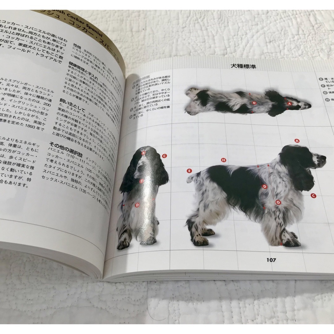 360°ビジュアル犬種大図鑑 世界の最新人気犬種のスタンダ－ドが