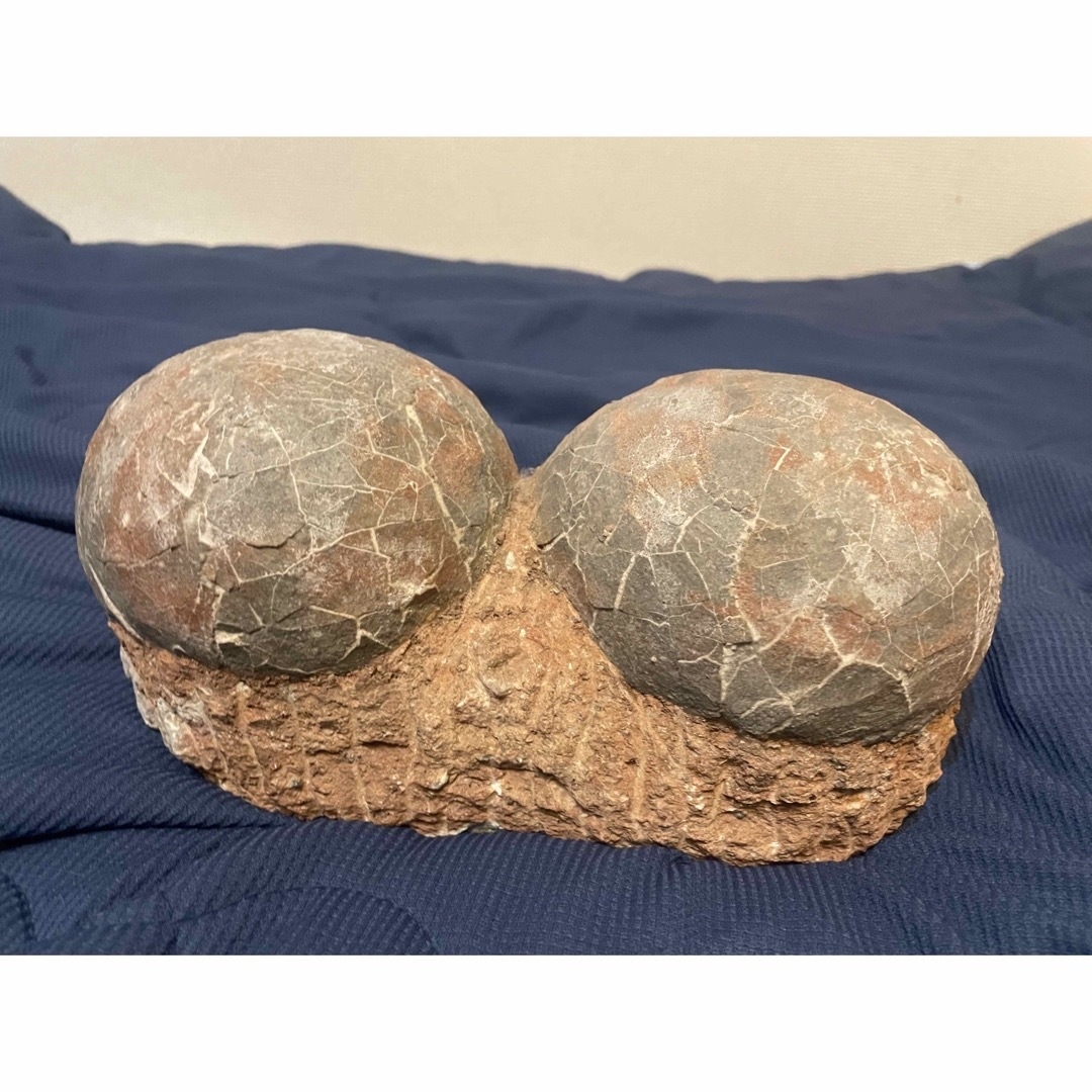 入手困難】恐竜の卵の化石 ハドロサウルスの卵化石の通販 by