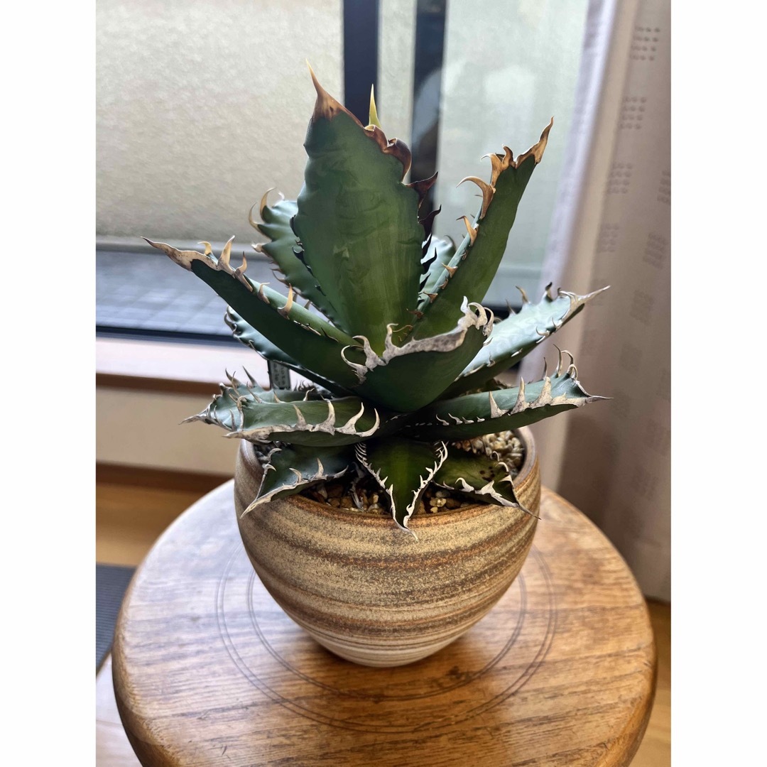 NEIGHBORHOOD - アガベ チタノタ レッドキャットウィーズル 斑入り? 4