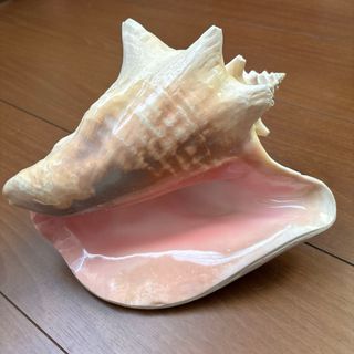 2427533100.jpg?1731406330