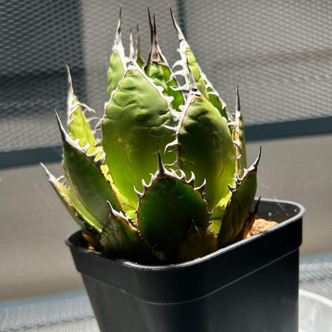 激レア高級品種 多肉植物アガベ ホリダ horrida 極上強棘 狂刺 極上株