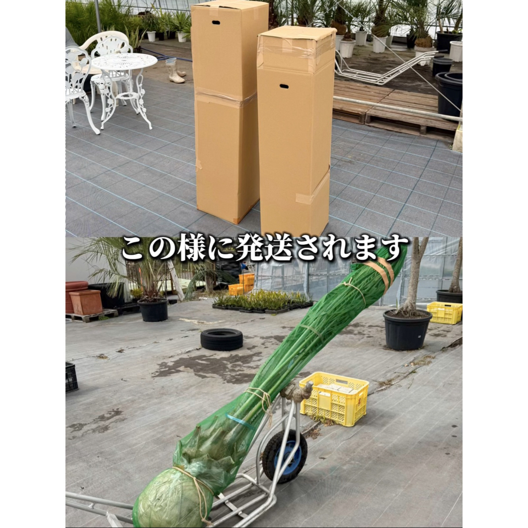 ココスヤシシルバーリーフ極太葉先230cm幹回り115cm 幹高50cm