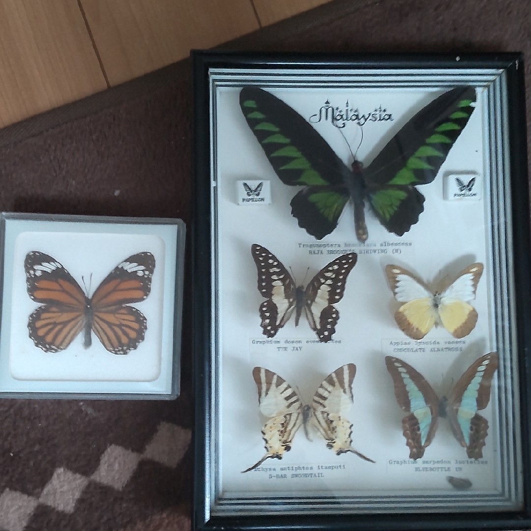 昆虫標本40匹セット ※A品B品 昆虫標本40匹セット ※A品B品 【公式通販】