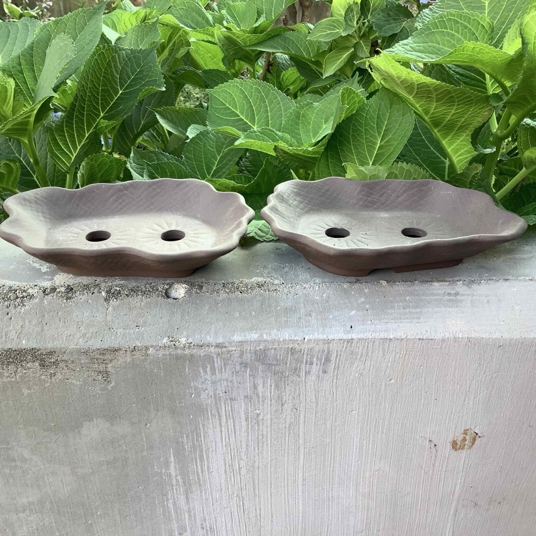 萬留平 盆栽鉢 山野草 萬留平 盆栽鉢 山野草