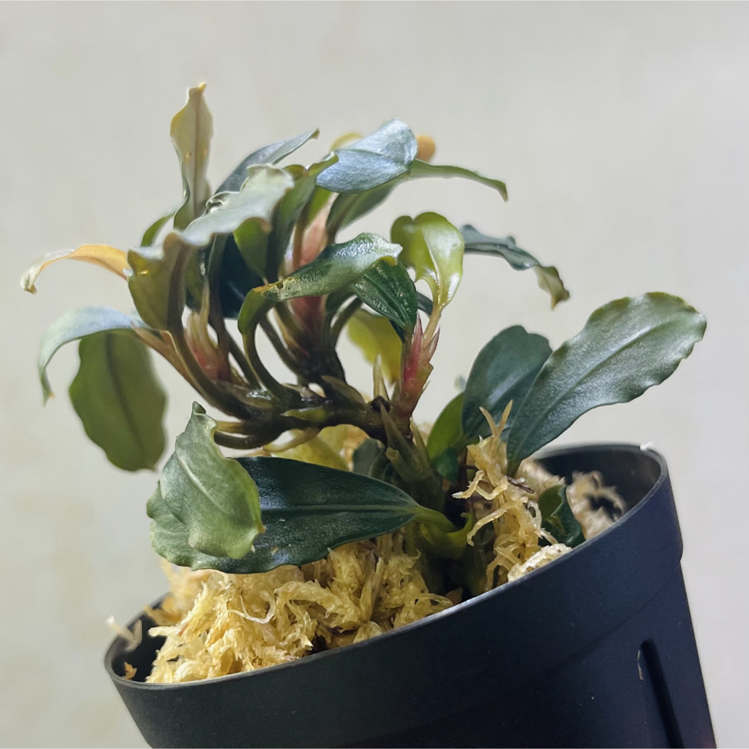 ◇特◇ブセファランドラSP.ブラウニーゴースト大株 #ブセさかな屋の