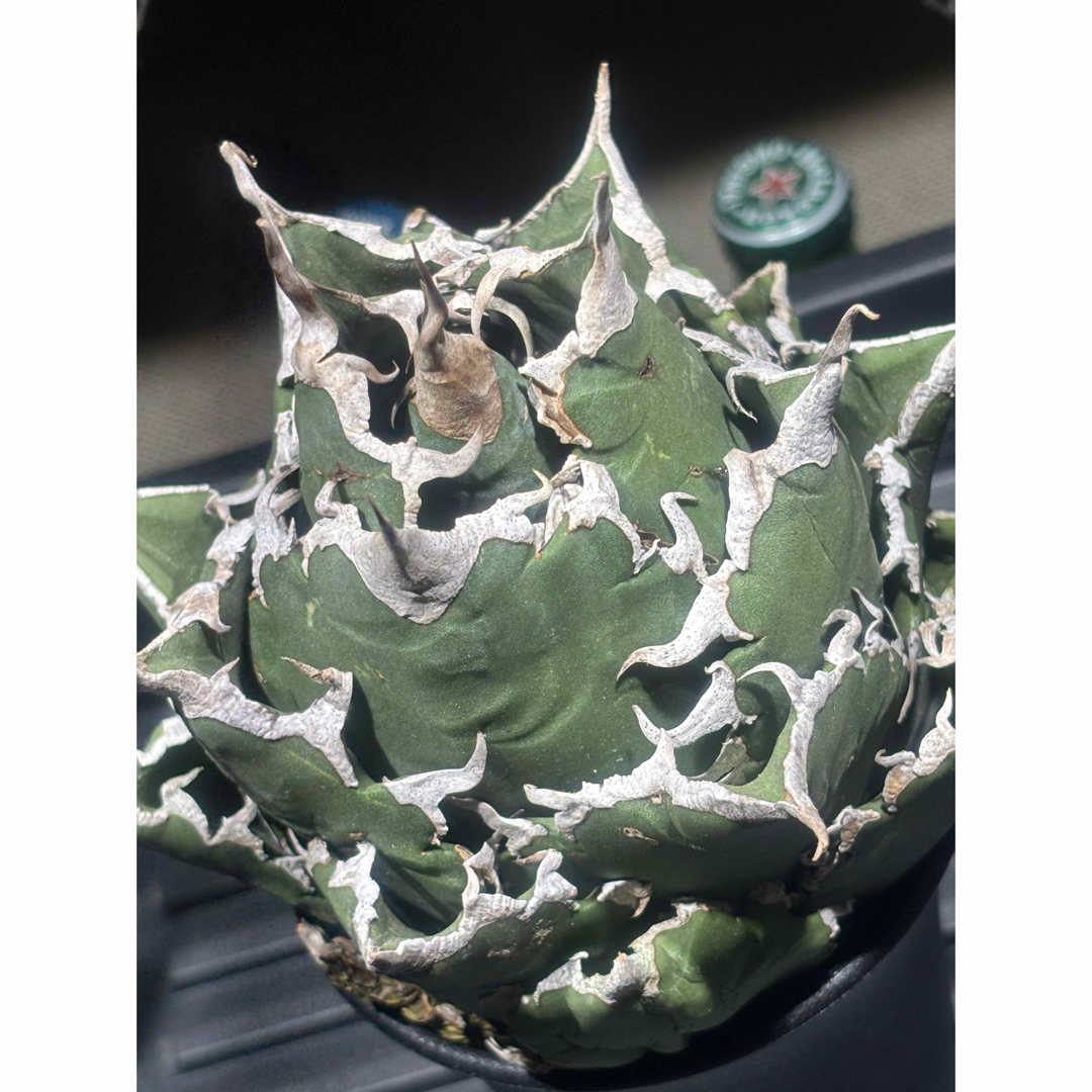 スーパーチタノタ 親株 コレクション株 親株 アガベ チタノタ 悪魔くん