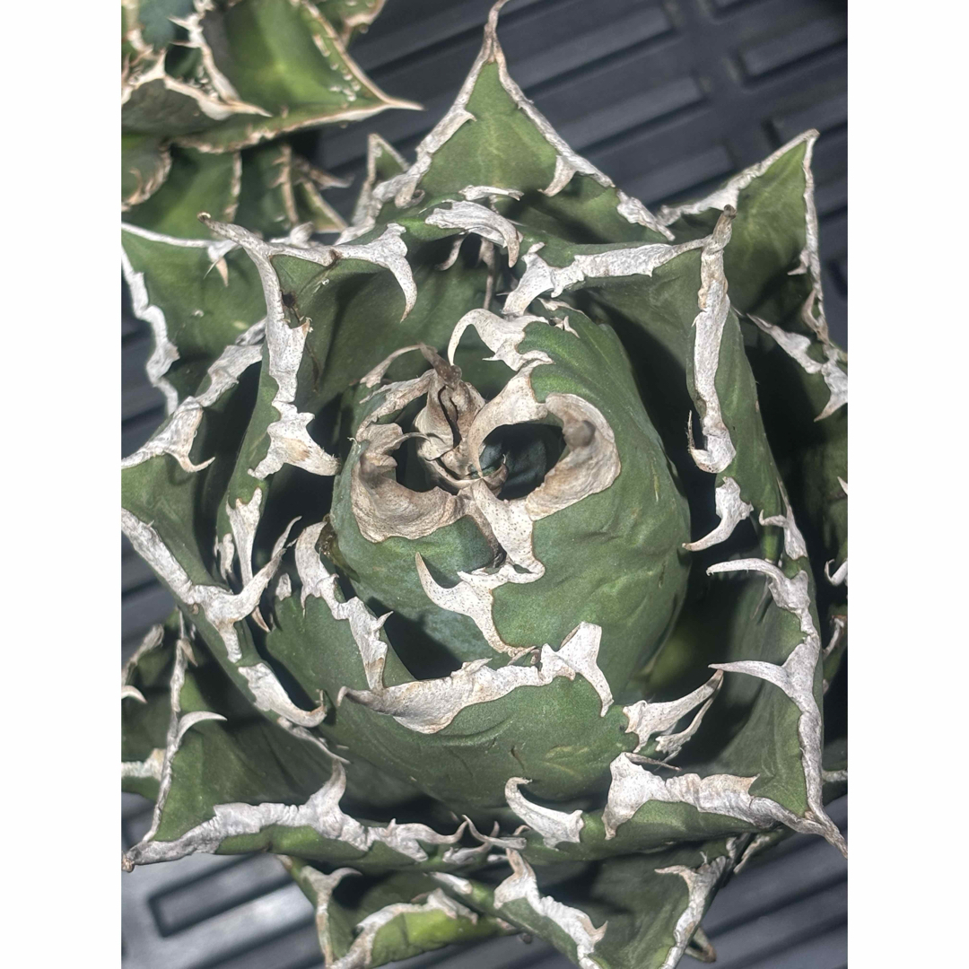 アガベスーパーチタノタ（極上株）超S級悪魔くんBAKEMONO激レア高級