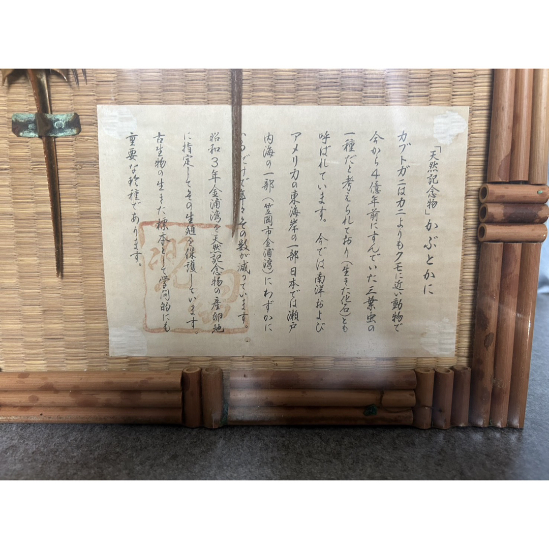 カブトガニ 標本 大小2セット | 激安通販のイーサプライ