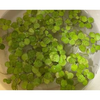 天然サンゴ砂 珊瑚砂 さんご砂 ろ材 海水水槽 ヤドカリ グッピー