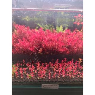 ルームメイト901 熱帯魚用水槽セット NISSOの通販 by ゆっぴっぴ's