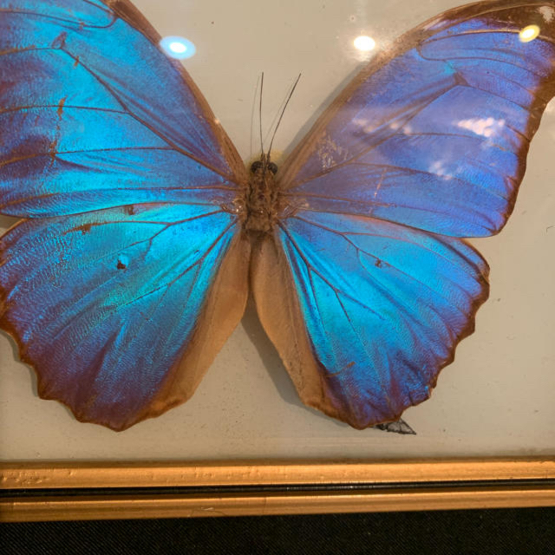 モルフォ蝶 標本 額装 ブラジル 難あり♡の通販 by aoi's shop｜ラクマ