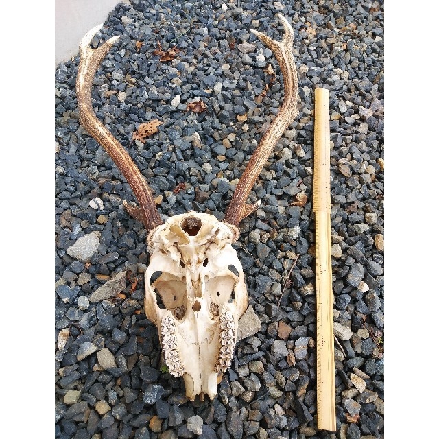 鹿の骨の通販 by しろ's shop｜ラクマ