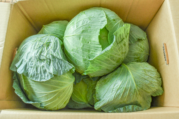 キャベツ（C） 【業務用食材の仕入れなら八面六臂】