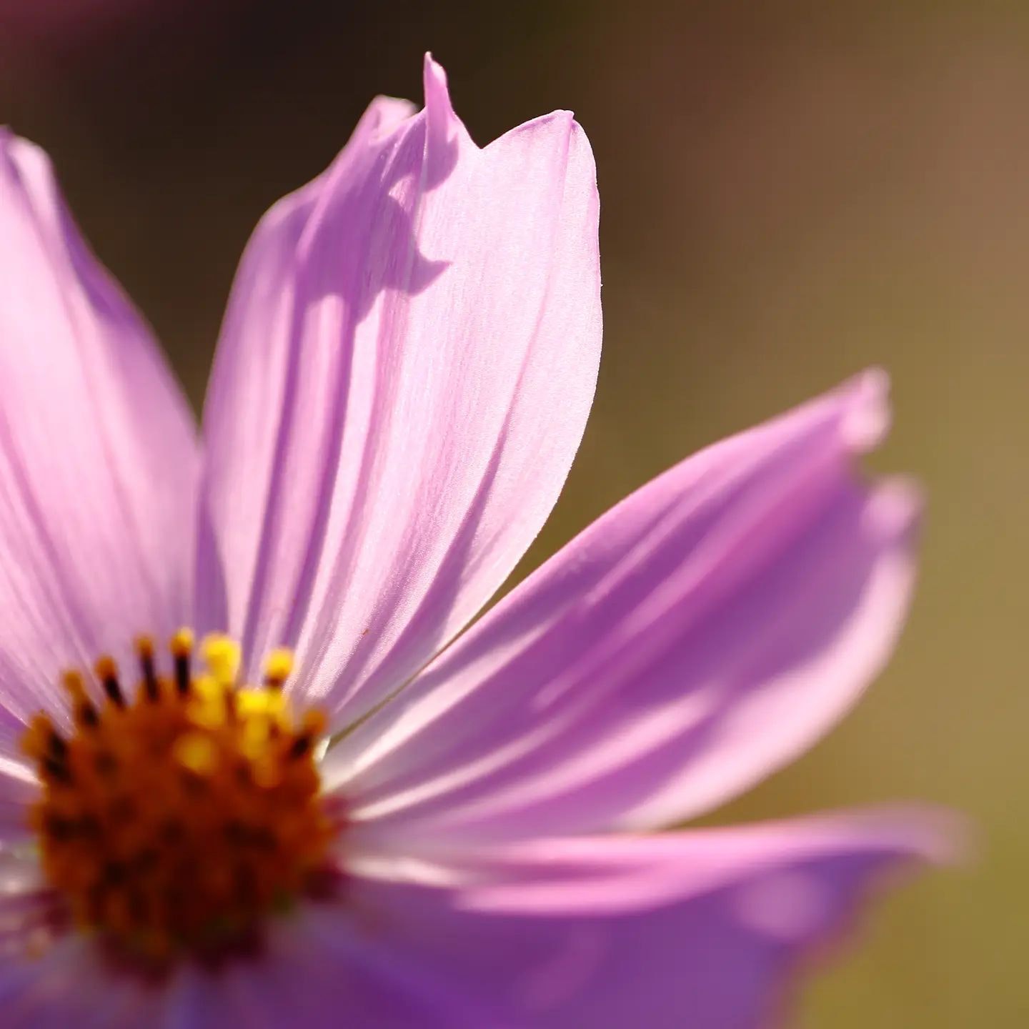 Canon EF100mm F2.8Lマクロ IS USMを徹底解説。作例からレビューまで