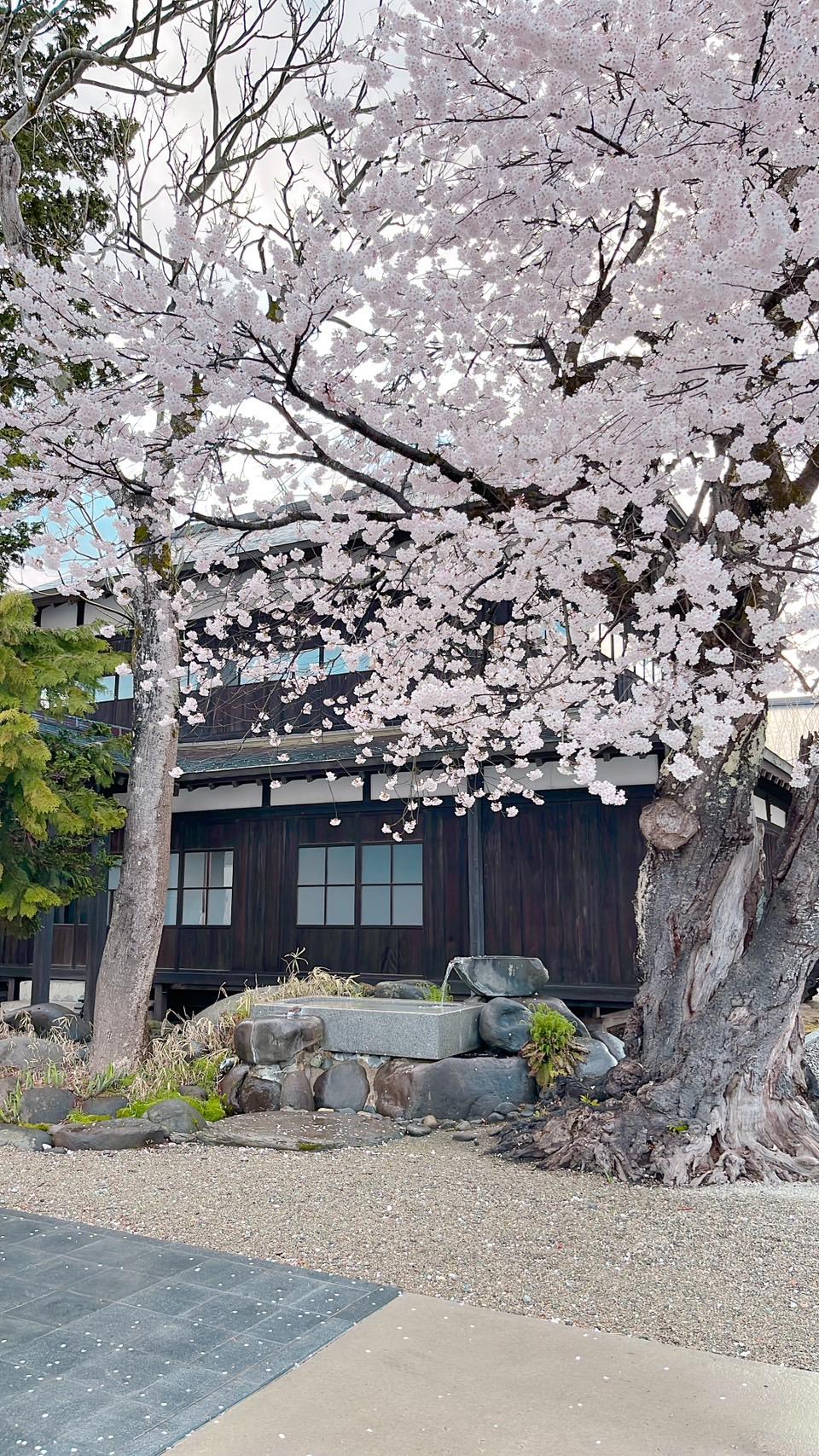 十四代 中取り純吟 赤磐雄町 | Sakenomy - 日本酒を知り、日本を知る