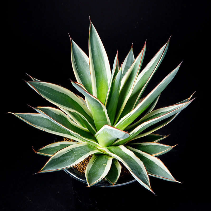 アガベ'スノー・グロウ'の基本情報・育て方｜多肉植物・サボテン図鑑