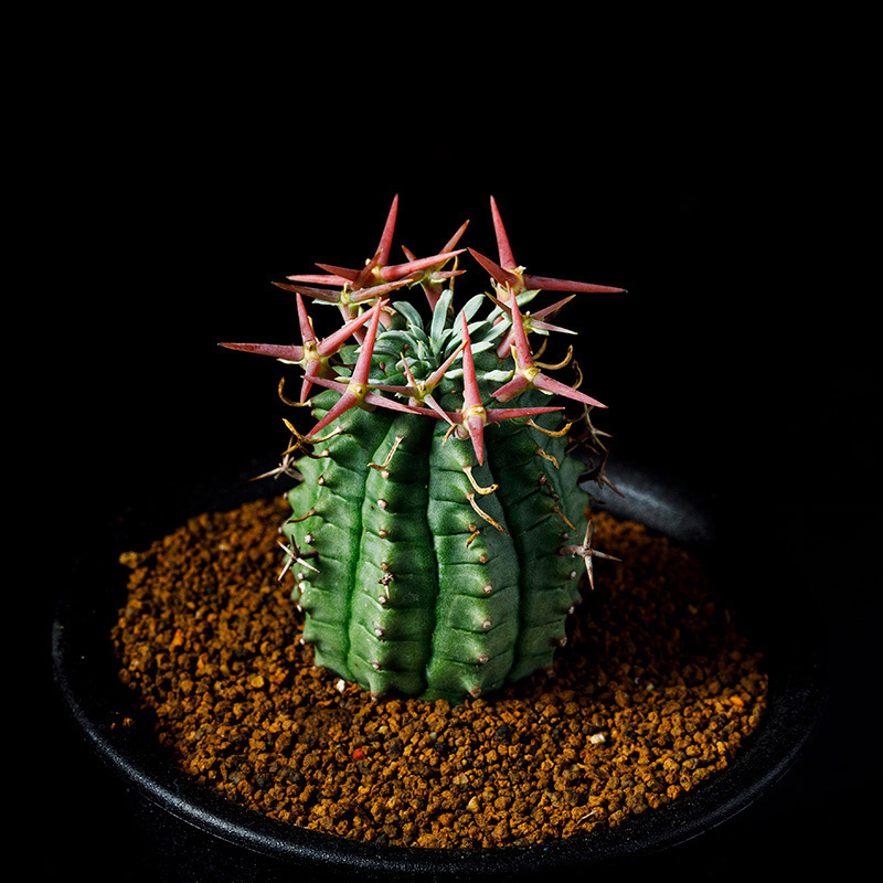 ユーフォルビア群星冠の基本情報・育て方｜多肉植物・サボテン図鑑