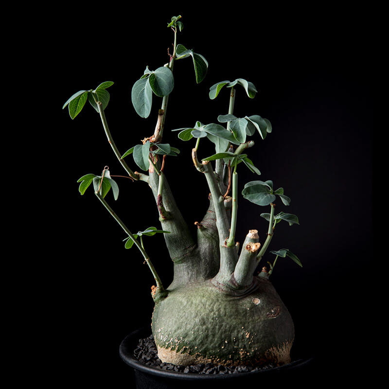 巨大ダブルヘッド アデニア グラウカ ねこちゃん型 巨大ダブルヘッド