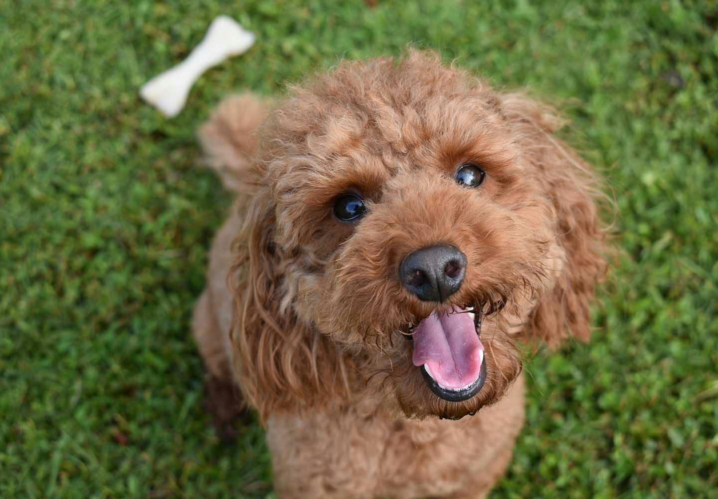 トイ・プードルの性格や特徴は？飼い方のコツや迎える際の費用、寿命