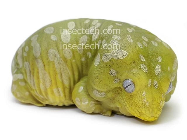 Rhacodactylus ミカドヤモリ 洋書12/15迄の限定値下価格