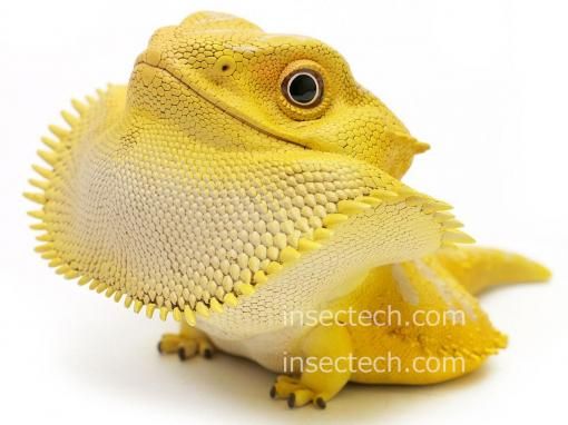 動物の惑星】フトアゴヒゲトカゲ（イエロー）フィギュア - 昆虫採集