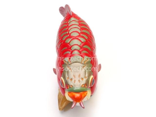 動物の惑星】アジアアロワナ（紅龍）フィギュア - 昆虫採集・昆虫標本