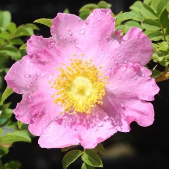 サンショウバラ - 山野草・高山植物の通信販売店｜岩崎園芸ネットストア