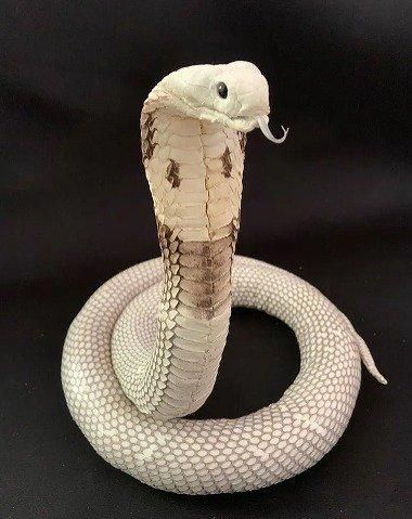 コブラの剥製 - 頭骨・骨格標本・剥製販売 【Core-Box】