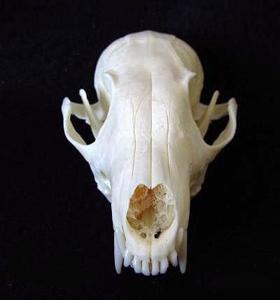 ケープギツネの頭骨 No.1 - 頭骨・骨格標本・剥製販売 【Core-Box】